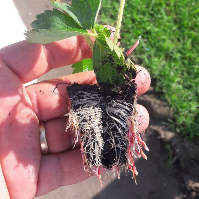 vasi antispiralizzazione Air-prunning tecnologies Roothus 