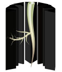 vasi antispiralizzazione Air-prunning tecnologies Roothus ​